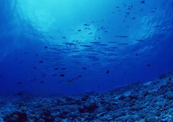 深海探险指南，最新东海洋探索攻略与任务详解