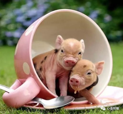 科技赋能生活，全新智能监测系统下的仔猪价格动态掌握