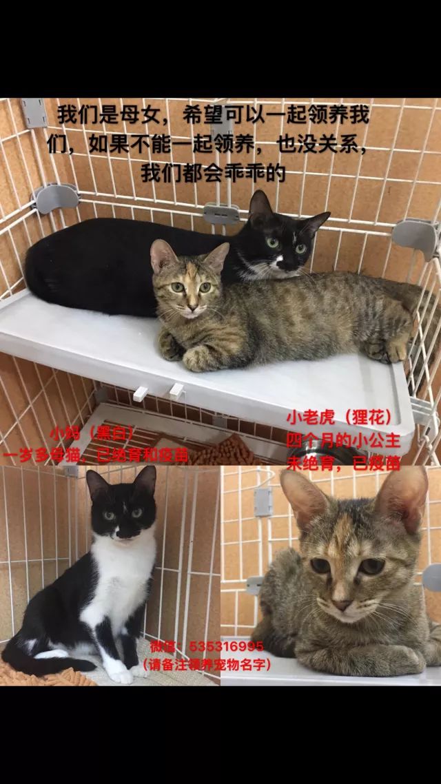11月5日版最新好猫猫养成手册，从初学者到进阶用户的全方位指南