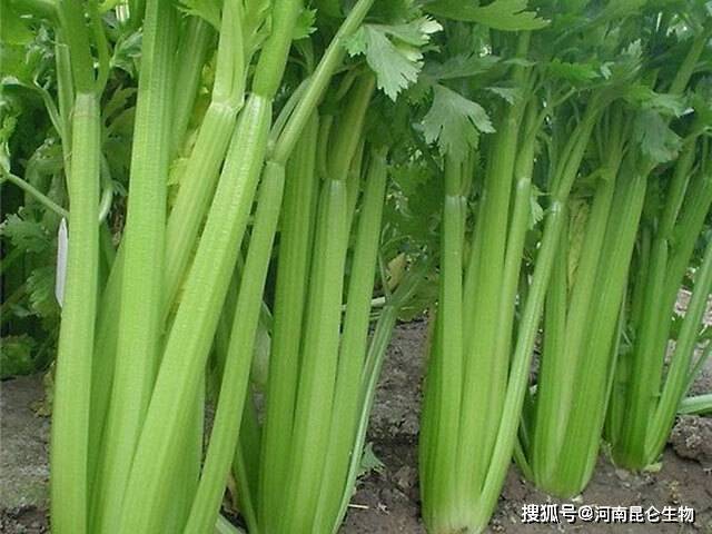 11月6日芹菜最新价格行情深度解析，市场走势与种植建议