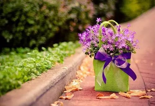 探秘小巷深处的秘密花园，最新推妹带你领略独特风情（11月6日）