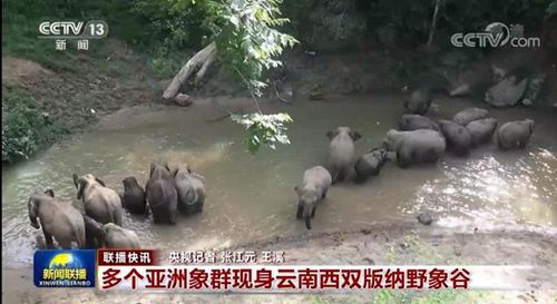 碳酸钙最新价格背后的友情与陪伴之旅