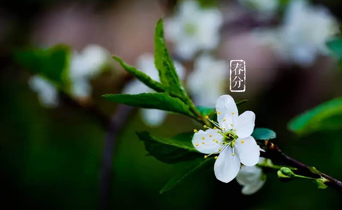 初夏花开之际，静待雨润心田的美好时光