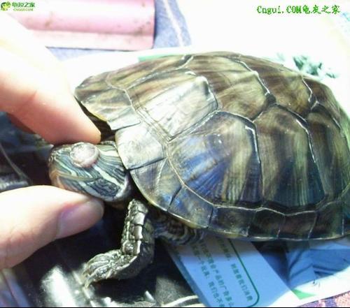 巴西龟突发疾病：巴西龟生病了怎么治疗方法 
