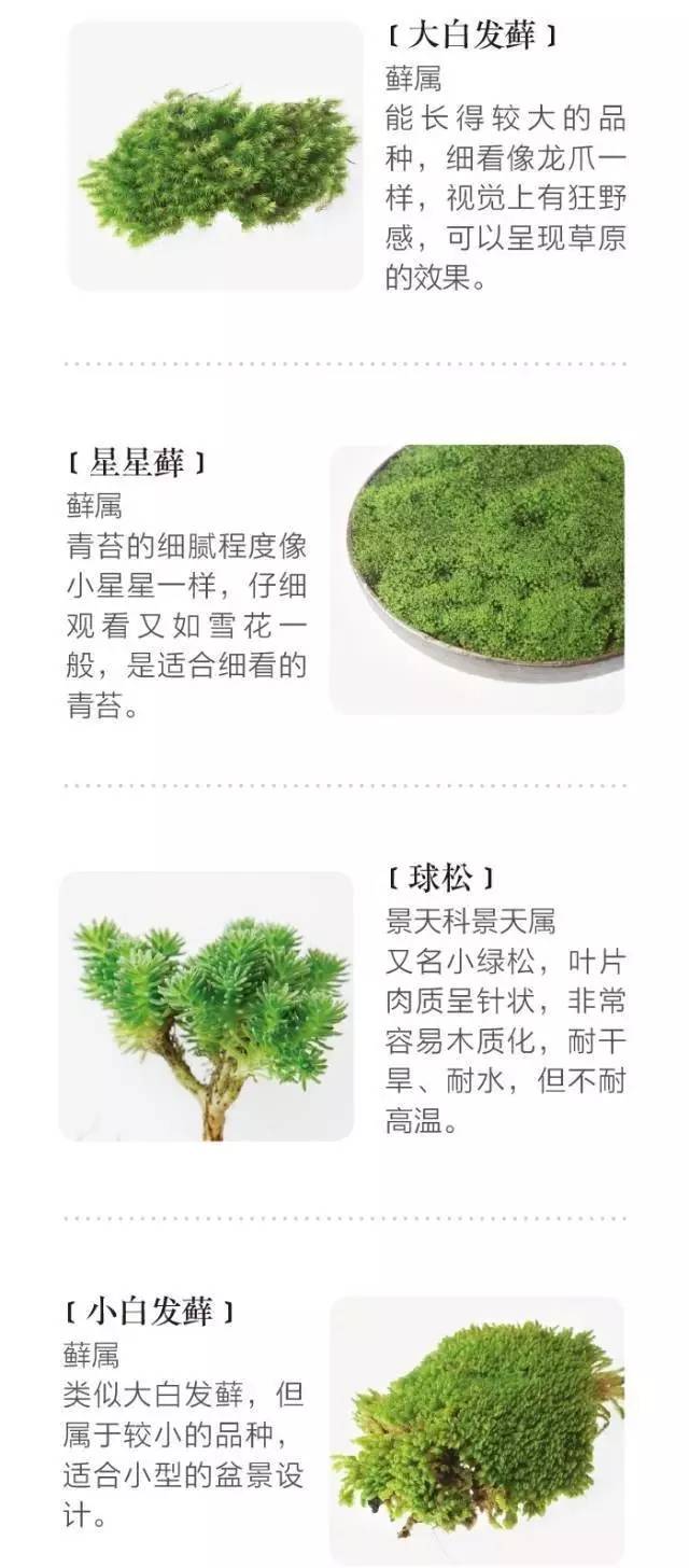 绿色黄金榜单TOP10揭秘，珍贵植物财富盘点